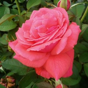 Meet your Posher, Kelli